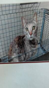 Porcupine -  Domestic Short Hair Cat for Adoption in Parker, Colorado - Porcupine | PetCurious