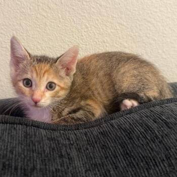 Domestic Short Hair Cats Available for Adoption - Jasmine | PetCurious