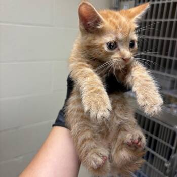 Stray - Woodsdale Rd 3 -  Domestic Short Hair Cat for Adoption in Roxboro, North Carolina - Stray - Woodsdale Rd 3 | PetCurious