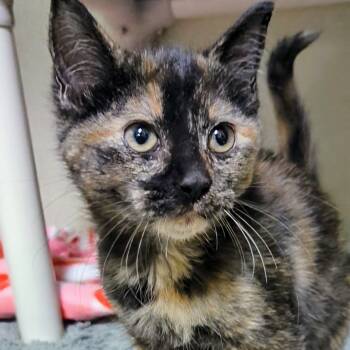 Rescue Domestic Short Hair Cats for Adoption in West Jefferson, Ohio - Campfire- Best Friends With Leaf | PetCurious