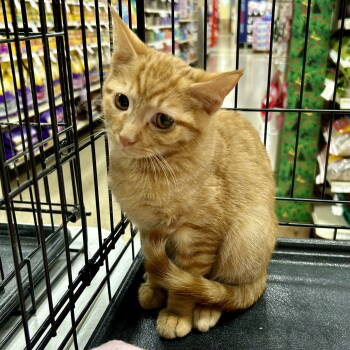 Rescue Tabby Cats for Adoption in Cincinnati, Ohio - Scratch | PetCurious
