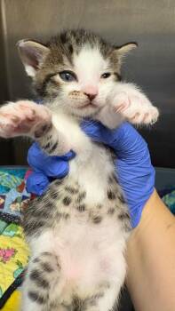 Spring -  Domestic Short Hair Cat for Adoption in Clarksville, Tennessee - Spring | PetCurious