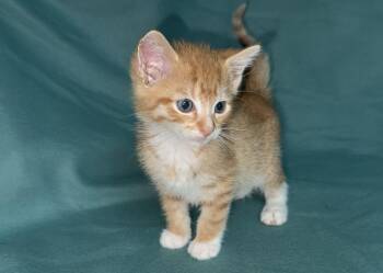 Sol -  Domestic Short Hair Cat for Adoption in North Babylon, New York - Sol | PetCurious