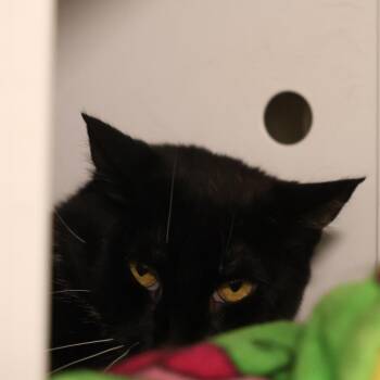 Shannon -  Domestic Short Hair Cat for Adoption in Briarcliff Manor, New York - Shannon | PetCurious