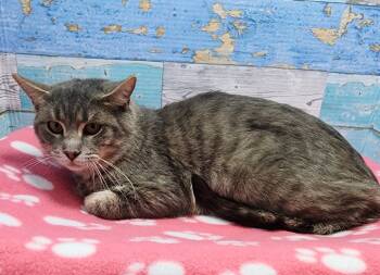 Rescue Domestic Short Hair Cats for Adoption in Washington Court House, Ohio - Fritz | PetCurious