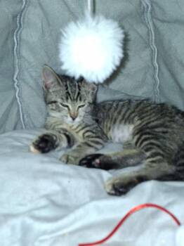 Orchid -  Domestic Short Hair Cat for Adoption in Dayton, Ohio - Orchid | PetCurious
