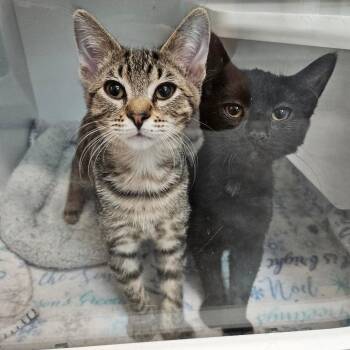 Skitter Cat -  Domestic Short Hair Cat for Adoption in Jasper, Indiana - Skitter Cat | PetCurious