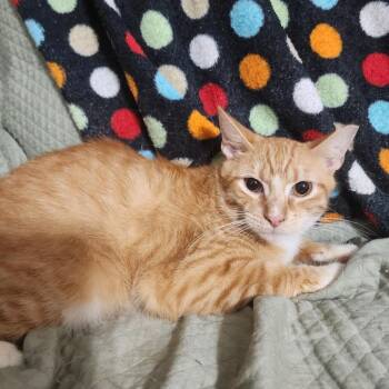 Ronald -  Domestic Short Hair Cat for Adoption in Boston, Massachusetts - Ronald | PetCurious