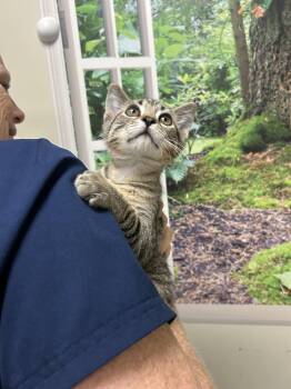 Yoshi -  Domestic Short Hair Cat for Adoption in Lancaster, Pennsylvania - Yoshi | PetCurious