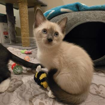 Maisie -  Siamese Cat for Adoption in Portland, Oregon - Maisie | PetCurious