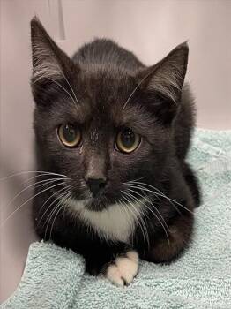 WOLVERINE -  Domestic Short Hair Cat for Adoption in Clyde, North Carolina - WOLVERINE | PetCurious