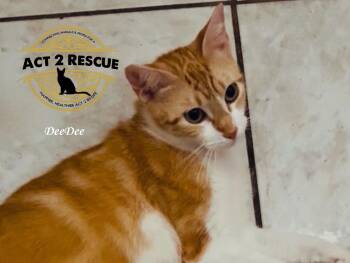 Deedee -  Domestic Short Hair Cat for Adoption in Riverside, California - Deedee | PetCurious