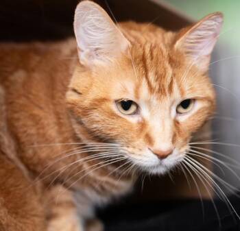 CHARLIE -  Domestic Medium Hair Cat for Adoption in Boston, Massachusetts - CHARLIE | PetCurious