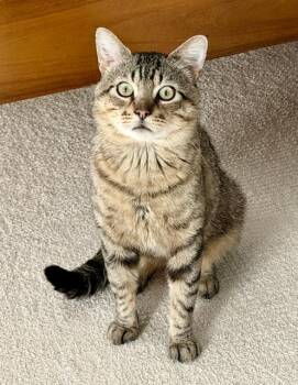 Luther -  Domestic Short Hair Cat for Adoption in New Berlin, Wisconsin - Luther | PetCurious