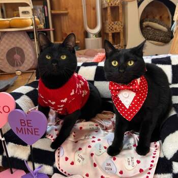 Tormi -  Domestic Short Hair Cat for Adoption - Tormi | PetCurious