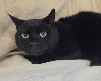 Domestic Short Hair Cats Available for Adoption in Westland, Michigan - Mulder | PetCurious