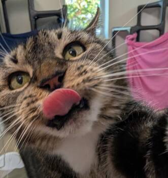 Ana Banana -  Domestic Short Hair Cat for Adoption in Santa Rosa, California - Ana Banana | PetCurious