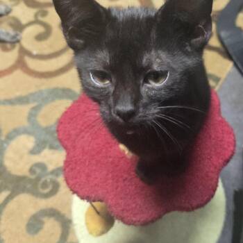 Runt -  American Shorthair Cat Available for Adoption in Park Row, Texas - Runt | PetCurious