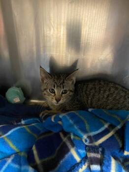 Clawdia -  Domestic Short Hair Cat for Adoption in Boone, Iowa - Clawdia | PetCurious