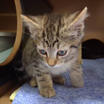 Crepe -  Domestic Short Hair Cat for Adoption in Middlebury, Vermont - Crepe | PetCurious