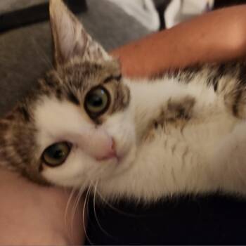 Rescue Domestic Short Hair Cats for Adoption in Harrisonburg, Virginia - Luca | PetCurious