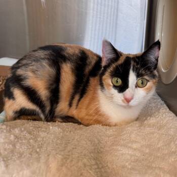 Pookie -  Domestic Short Hair Cat for Adoption in Lynchburg, Virginia - Pookie | PetCurious