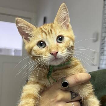 Domestic Short Hair Cats Available for Adoption in Ojai, California - Desi | PetCurious