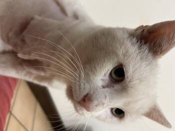 Rescue Domestic Short Hair Cats for Adoption in Belvidere, Illinois - AL | PetCurious