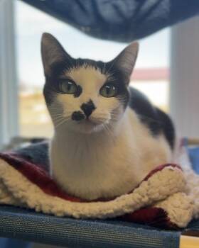Ava -  Domestic Short Hair Cat for Adoption in Bemidji, Minnesota - Ava | PetCurious