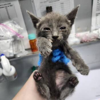 O.D.B. -  Domestic Short Hair Cat for Adoption in Summerville, South Carolina - O.D.B. | PetCurious