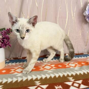 Lily -  Siamese Cat for Adoption in Long Beach, Mississippi - Lily | PetCurious