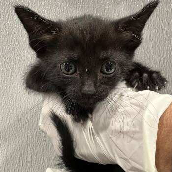 Palma -  Domestic Short Hair Cat for Adoption in Clearwater, Florida - Palma | PetCurious
