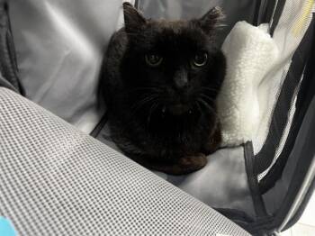 A1265363 -  Domestic Short Hair Cat Available for Adoption in Charlotte, North Carolina - A1265363 | PetCurious