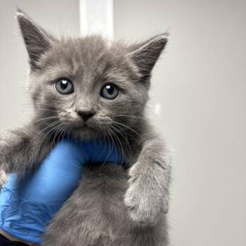 Domestic Short Hair Cats Available for Adoption in Concord, North Carolina - Darcy | PetCurious