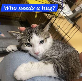 Tabby Cats Available for Adoption in Albuquerque, New Mexico - Maya | PetCurious