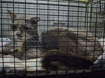 MICHAEL -  Domestic Short Hair Cat for Adoption in San Antonio, Texas - MICHAEL | PetCurious