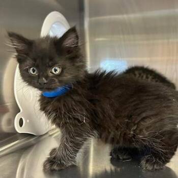 Domestic Long Hair Cats Available for Adoption in Knoxville, Tennessee - Treasure | PetCurious