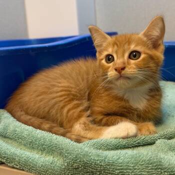 Chickie -  Domestic Short Hair Cat for Adoption in Pittsburgh, Pennsylvania - Chickie | PetCurious