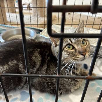 Domestic Medium Hair Cats Available for Adoption - River | PetCurious