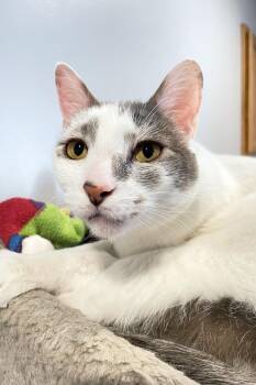 Domestic Short Hair Cats Available for Adoption in Lincoln, Nebraska - Lucky | PetCurious