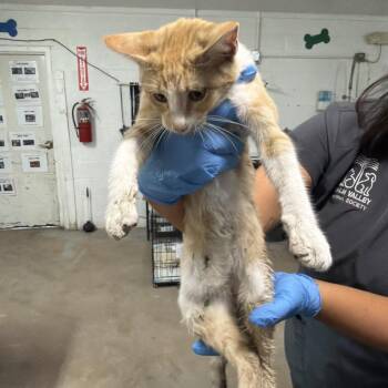 Casey -  Domestic Short Hair Cat for Adoption in Edinburg, Texas - Casey | PetCurious