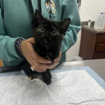 Princess -  Domestic Short Hair Cat for Adoption in Ashland, Oregon - Princess | PetCurious