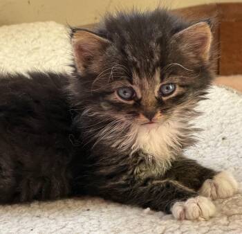 Harry Styles -  Domestic Long Hair Cat for Adoption in Williamsville, New York - Harry Styles | PetCurious