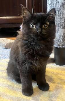 Millie -  Domestic Long Hair Cat for Adoption in Alexandria, Virginia - Millie | PetCurious