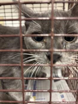 Fresca -  Domestic Short Hair Cat for Adoption in Austin, Texas - Fresca | PetCurious