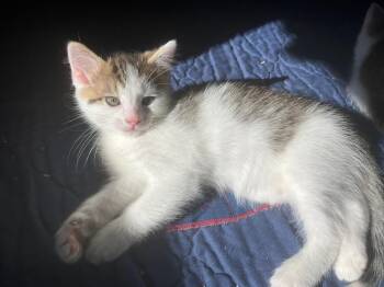 KitKat -  Domestic Short Hair Cat for Adoption - KitKat | PetCurious