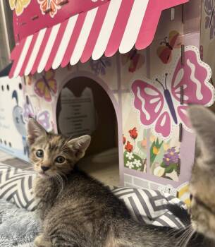 May -  Domestic Short Hair Cat for Adoption in Orlando, Florida - May | PetCurious