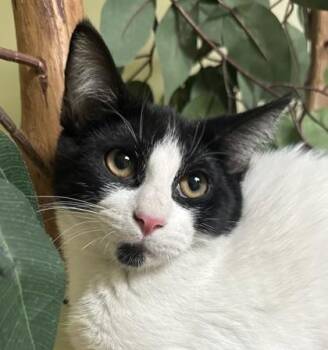 Nemo -  Domestic Short Hair Cat for Adoption in Hastings, Nebraska - Nemo | PetCurious