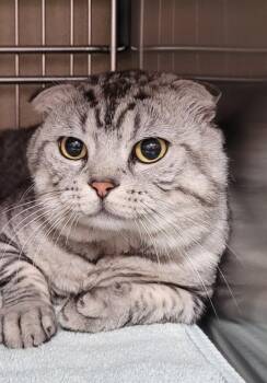 Muireadhach -  Scottish Fold Cat for Adoption in Vancouver, Washington - Muireadhach | PetCurious
