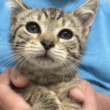 Jalapeno -  Domestic Short Hair Cat for Adoption in Durham, North Carolina - Jalapeno | PetCurious